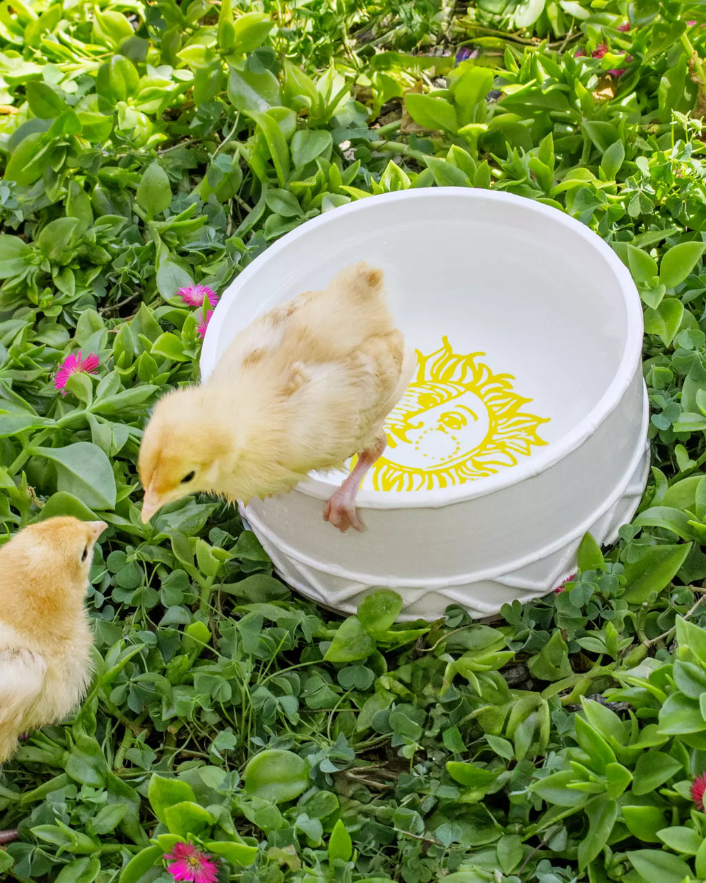 Pet Bowl Sun Tiles Home