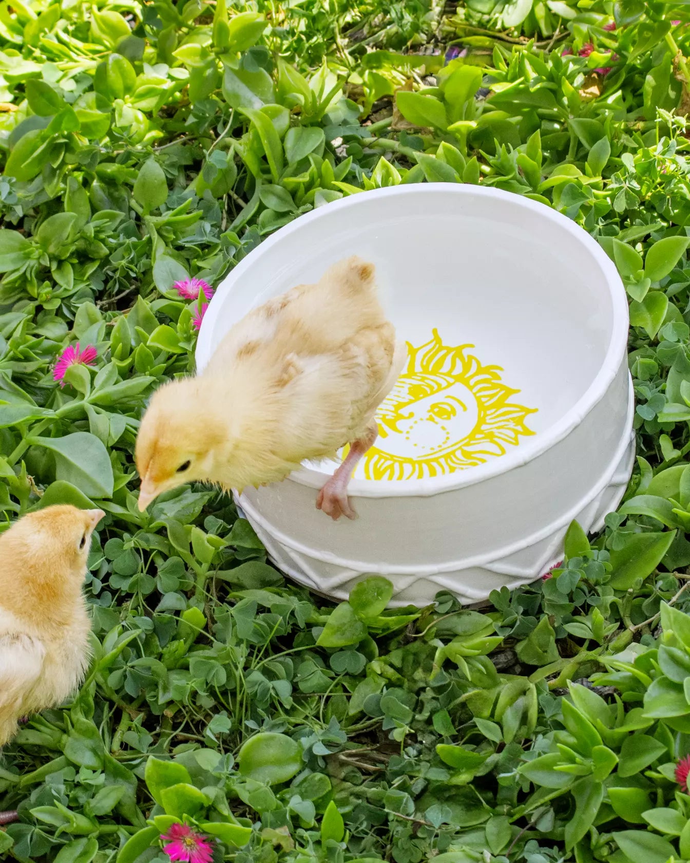 Pet Bowl Sun Tiles Home