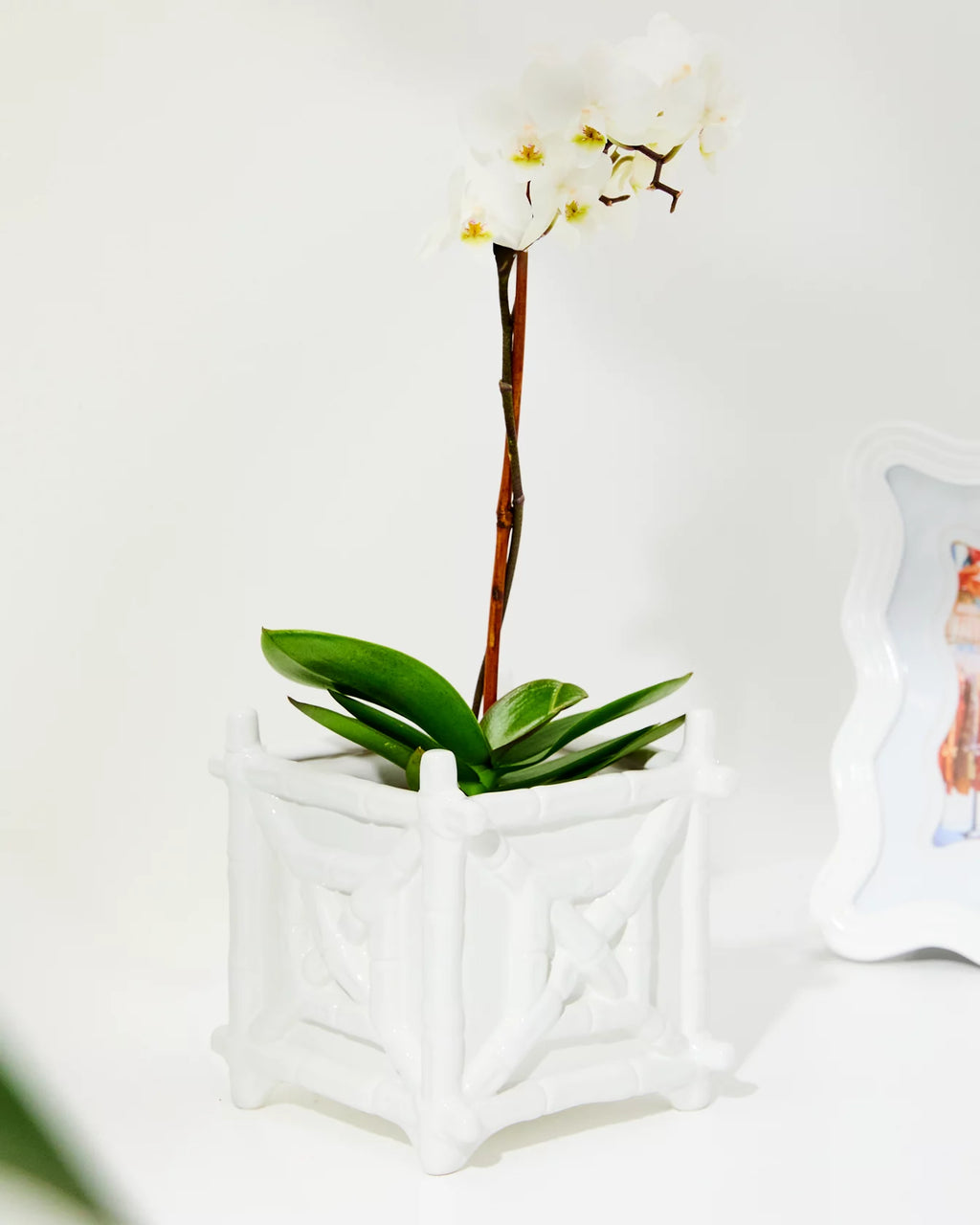 Ceramic Planter  Resort White (Bamboo(